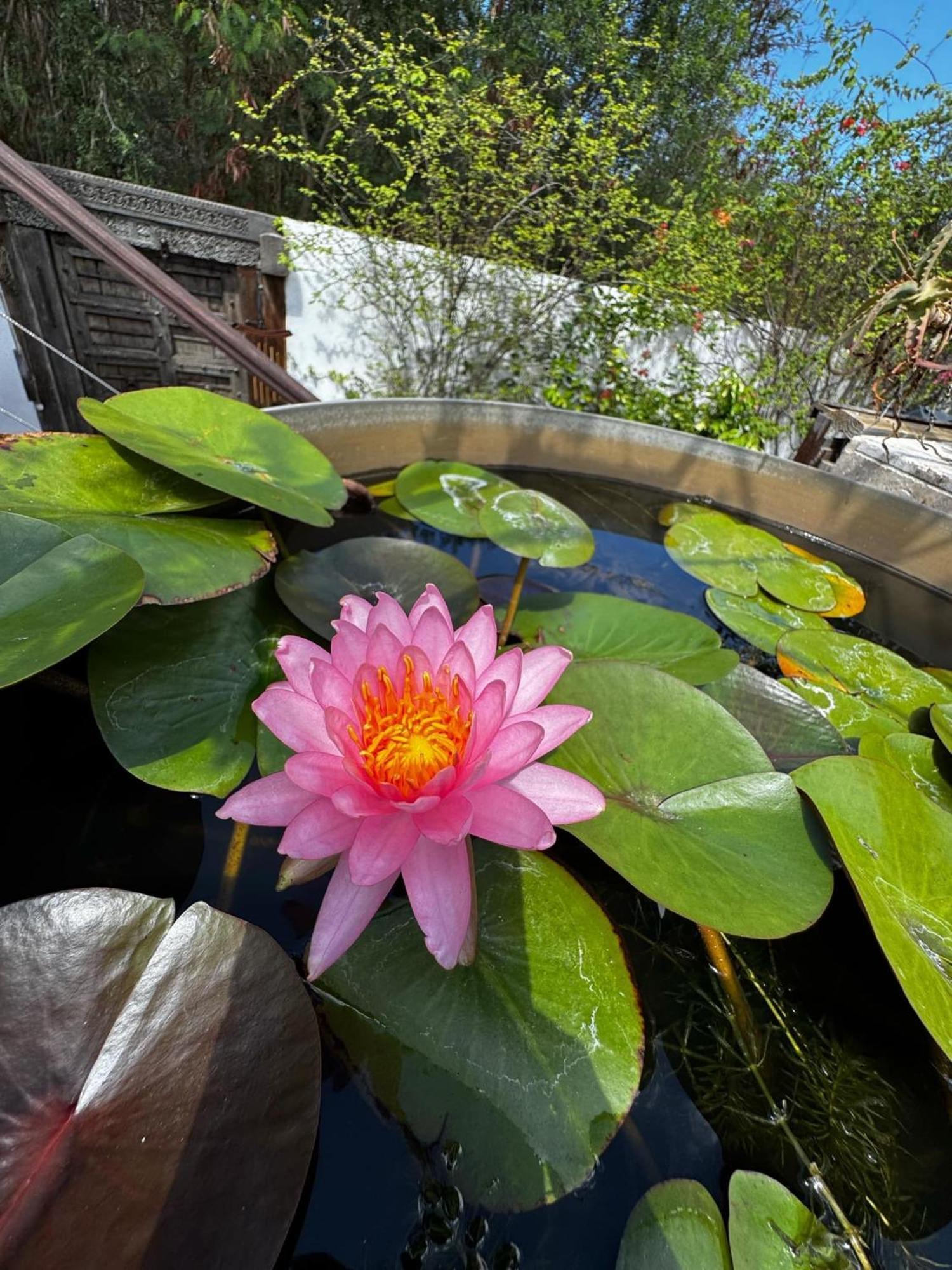 Lotus Garden - Ile De La Reunion Villa Ravine des Cabris Exterior foto